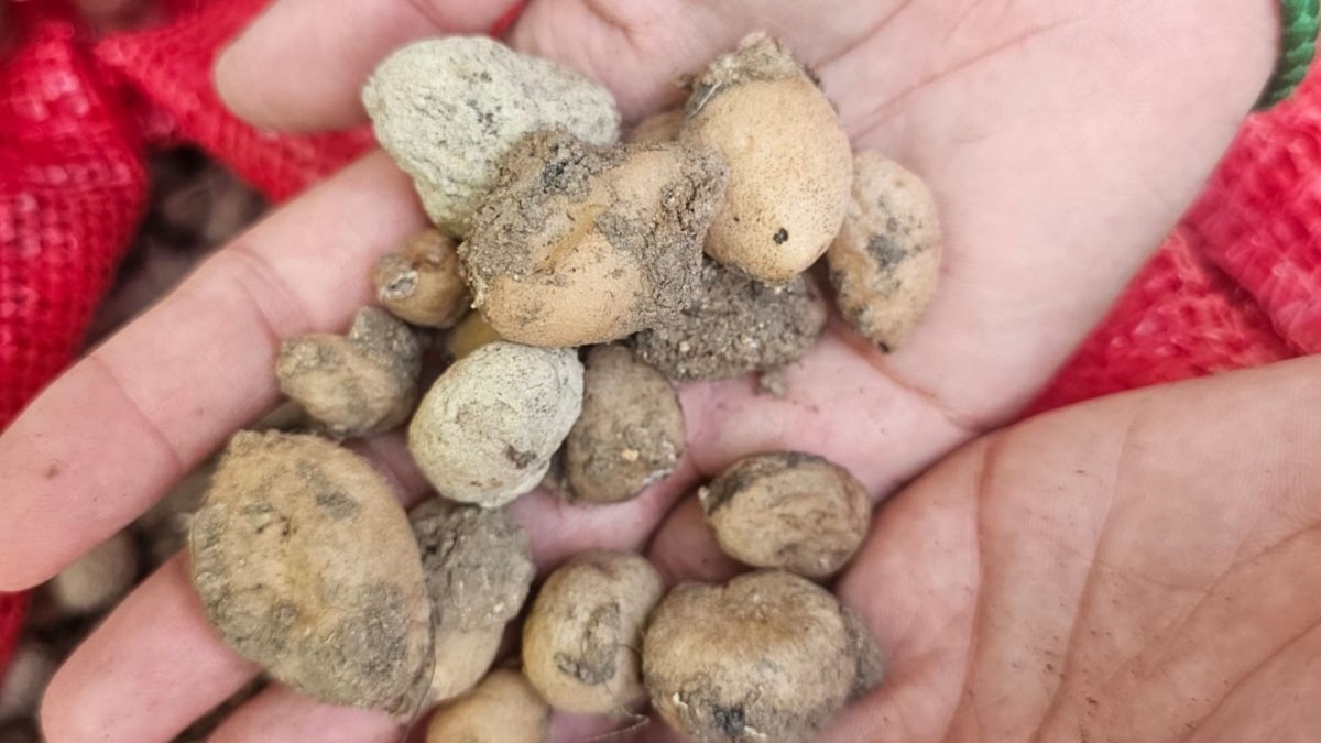 Adıyaman’da Alternatif Tarım Ürünü Salep İçin İlk Hasat Sevinci