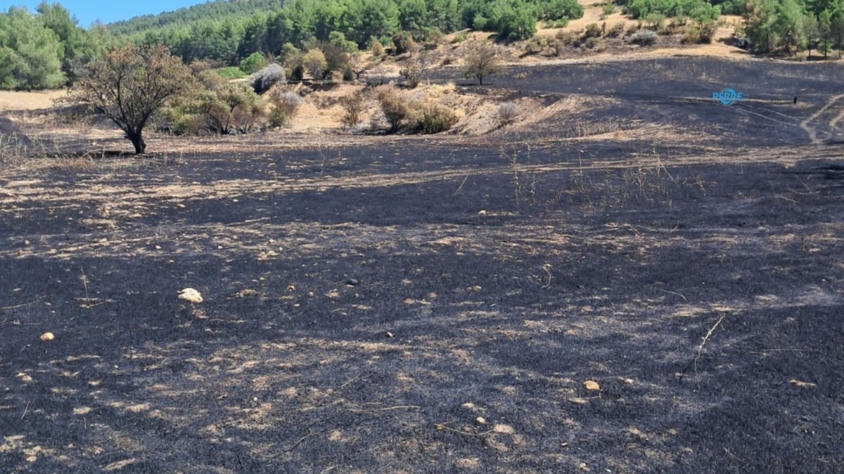Alevlerin Ardından Doğaya Sahip Çıkma Çağrısı